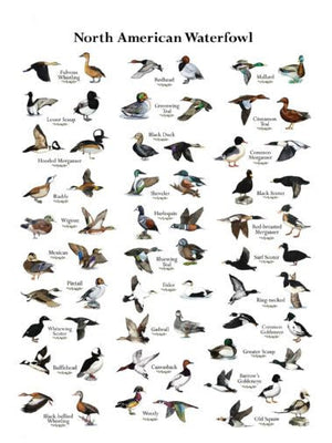 Ducks Poster Oversize On Sale United States