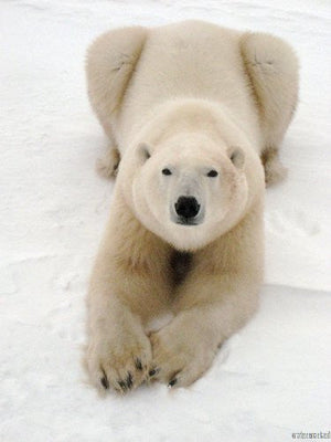 Playful Polar Bear poster Large for sale cheap United States USA