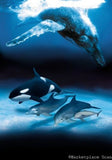 Dolphins And Whales 11x17 poster art for sale cheap United States USA