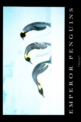 Emperor Penguins Poster 27x40 The Poster Depot