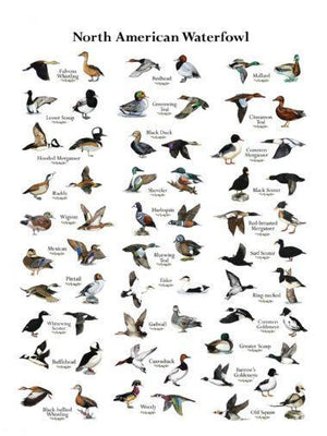 Ducks poster tin Metal Print Wall Art