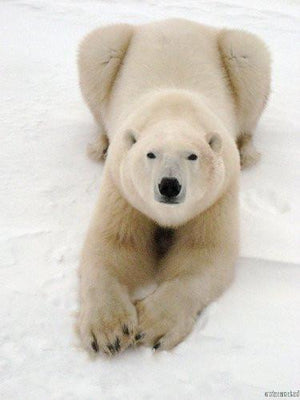 Playful Polar Bear poster tin Metal Print Wall Art