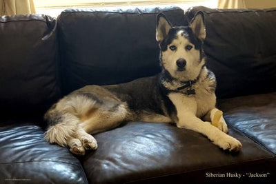 Dogs Siberian Husky Poster 24in x36in