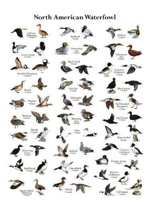 Ducks movie poster Metal Print 8in x 12in