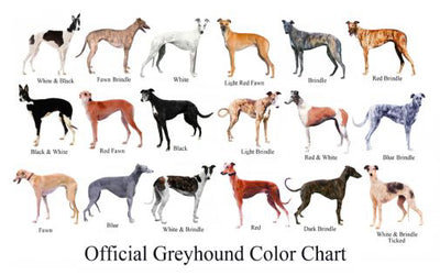 Dogs Greyhound Color Chart poster for sale cheap United States USA