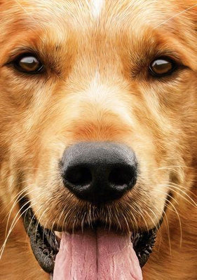 A Dogs Purpose Poster On Sale United States