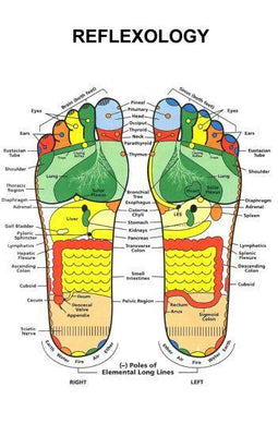 Reflexology Foot Poster 16in x 24in