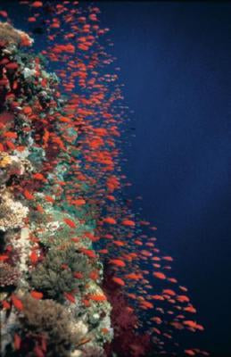 Deep Blue Poster Ocean Fish Photography On Sale United States