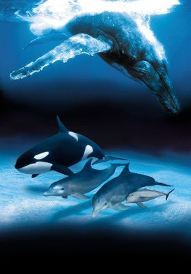 Dolphins And Whales poster 11x17 The Poster Depot