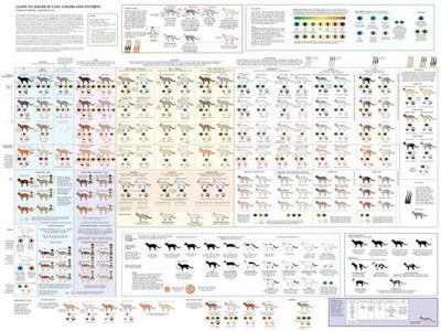 Cats Cat Colors and Patterns Poster On Sale United States